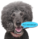 Inoffizielles Poodle Logo